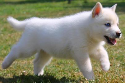 2 Sibirische Husky in liebevolle H�nde a