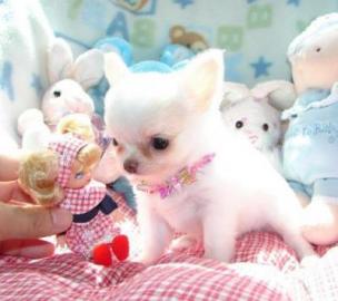 Chihuahua Welpen 200EUR