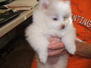 Bezaubernder echter Pomeranian welpen