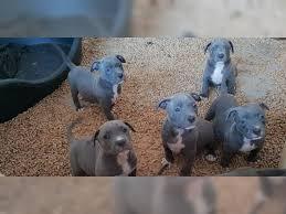 American pitbull welpen 12 wochen alt