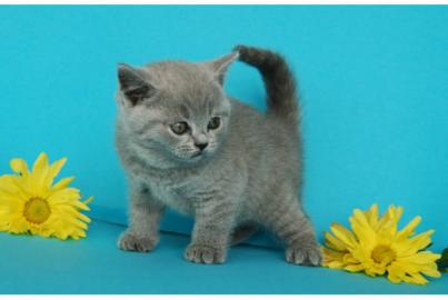 Britisch Kurzhaar K�tzchen