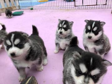 Sch?ne Pomsky Welpen verf?gbar