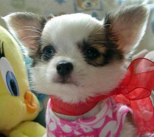 Chihuahua Welpen zu verkaufen