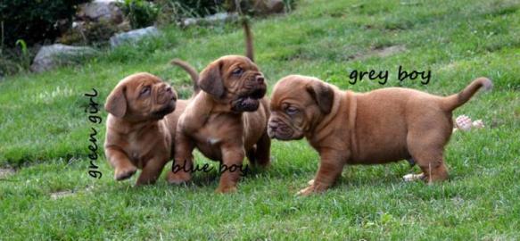 Bordeaux Dogge, Dogue de Bordeaux FCI