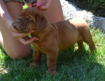 Bordeaux Dogge, Dogue de Bordeaux FCI