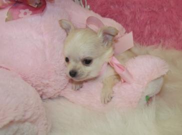 bezaubernd Chihuahua Welpen f�r die Anna