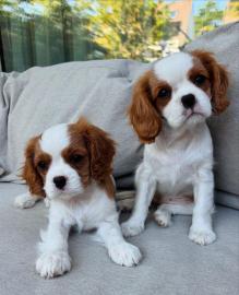Cavalier King Charles Spaniel Welpen abz