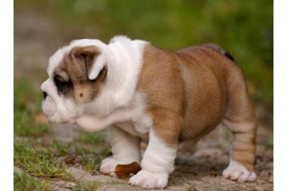 Reinrassige-Englische Bulldogge Welpen