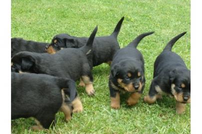 S��e Rottweiler-Welpen ADRK / VDH Rottwe