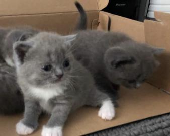 Wundersch?ne Reinrassige BKH Katzen:
