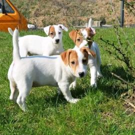 Wundersch?ne Miniatur-Jack-Russell-Welpe