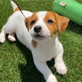 Wundersch?ne Miniatur-Jack-Russell-Welpe