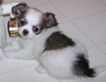 Chihuahua Welpen