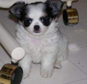 Chihuahua Welpen