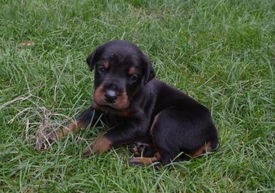 Dobermannwelpen aus TOP-Verpaarung abgab