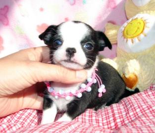 Teetasse Chihuahua Welpen !!