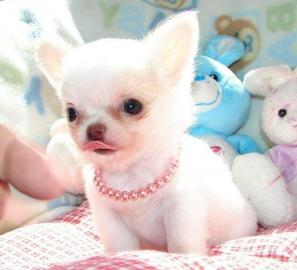Teetasse Chihuahua Welpen !!