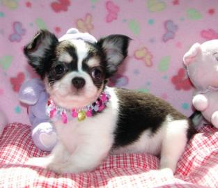 Teetasse Chihuahua Welpen !!