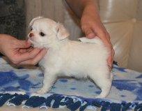 intelligente weibliche Chihuahua Welpen