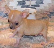 wundersch�ne mini Chihuahua Welpen -M�nn