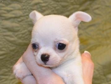 wundersch�ne mini Chihuahua Welpen -M�nn