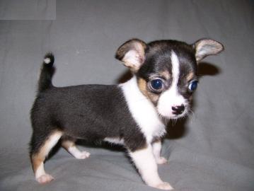 wundersch�ne mini Chihuahua Welpen -M�nn