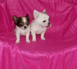 2 Traumhafte reinrassige Chihuahua Welpe