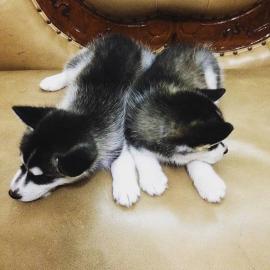 Ausgezeichnete Siberian Husky-Welpen