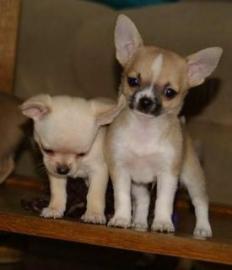 S��e Chihuahuawelpen suchen neues