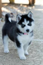 Siberische husky Te koop  whatsapp numme