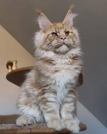 Maine-Coon-K�tzchen zu verkaufen!