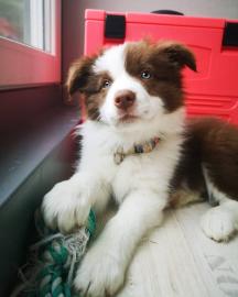 Border Collie Welpen