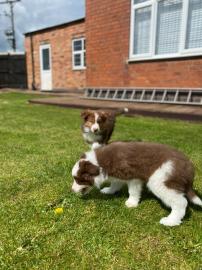 Border Collie Welpen