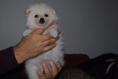 Zwergspitz / Pomeranian Welpen