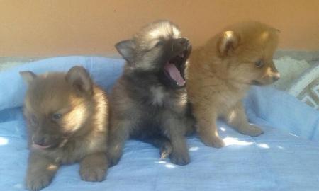 Zwergspitz / Pomeranian Welpen