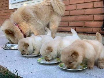 Adorable chow chow puppies