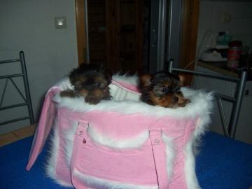 Yorkie welpen R�den & H�ndinnen