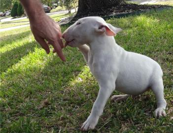 Bildsch�ne MiniatureBull Terrier mit FCI
