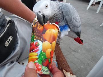 Cute Paar afrikanische Grau