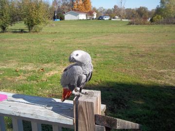 Cute Paar afrikanische Grau