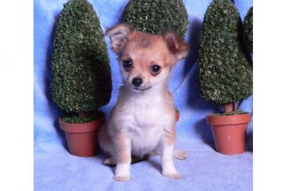 X-Mas Teacup Chihuahua Welpen !! Absolut