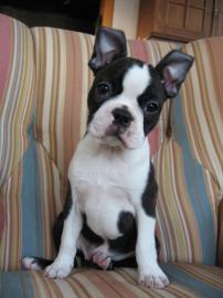 Wundersch�ne Boston Terrier Welpen