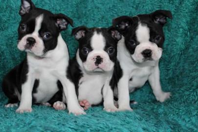 Wundersch�ne Boston Terrier Welpen
