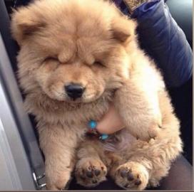 Chow Chow Welpen VDH/FCI