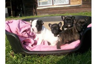 Franz�sische Bulldoggen Welpen