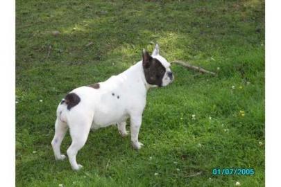 Franz�sische Bulldoggen Welpen