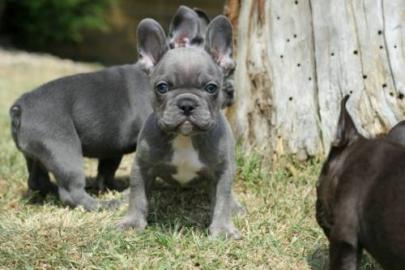 Franz�sische bulldogge Welpen