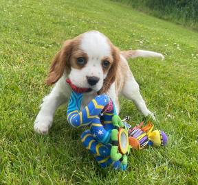Cavalier King Charles Welpen