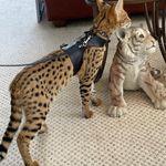 savannah f1 kitten und caracal, caracat,