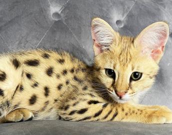 savannah f1 kitten und caracal, caracat,